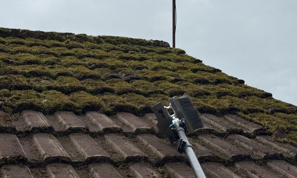 moss removal reading